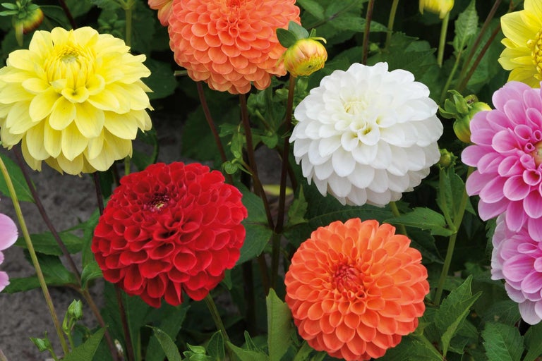 Gros plan de dahlias de différentes couleurs