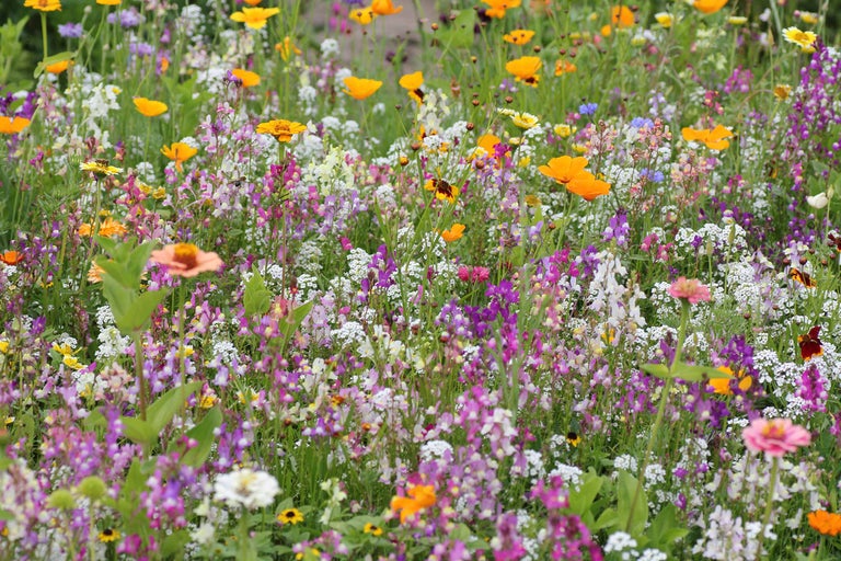 Blumenwiese mit verschiedenen bunten Blumen