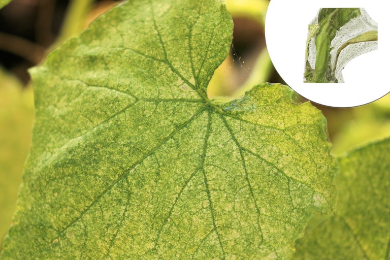 Nahaufnahme eines Gurkenblatt mit Schädlingsbefall.