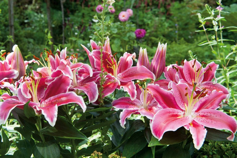 Gros plan d'un groupe de lys roses dans le jardin.