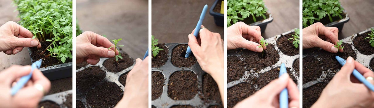 Aussaat von Jungpflanzen in eine Anzuchtplatte mit Erde