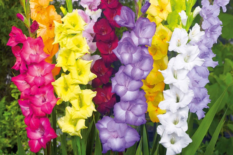 Fleurs de glaïeuls multicolores dans le jardin