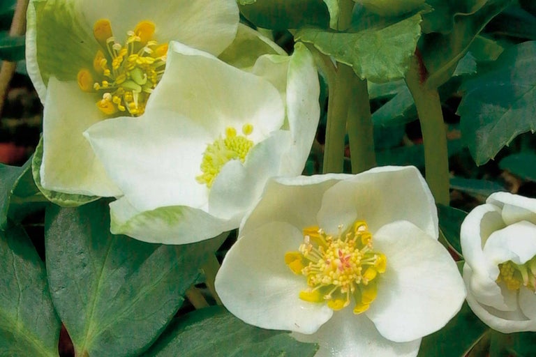 Gros plan de fleurs d'ellébore avec des étamines jaunes