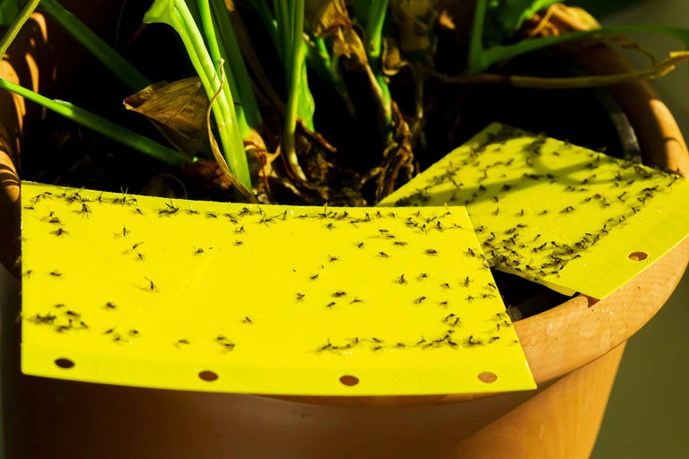 Gelbtafeln zur Schädlingsbekämpfung in einem Blumentopf