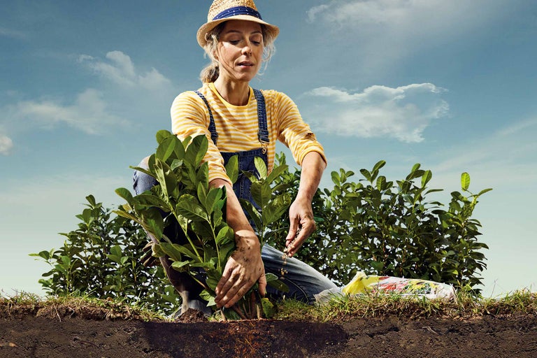 Planter et entretenir des arbustes d'ornement