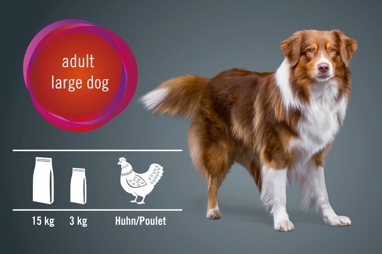 Illustration de nourriture pour grands chiens adultes, saveur volaille, en sacs de 15 kg et 3 kg