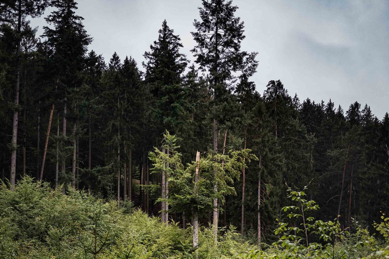 Forêt avec de grands conifères et une végétation dense