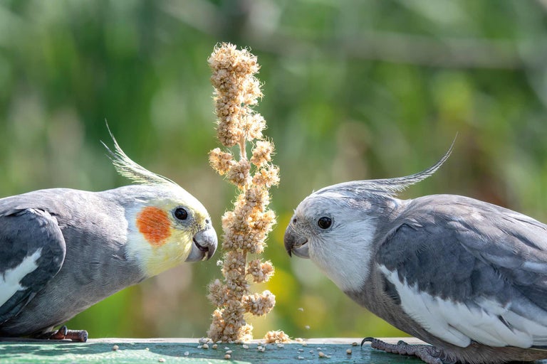 Zwei Nymphensittiche fressen Samen