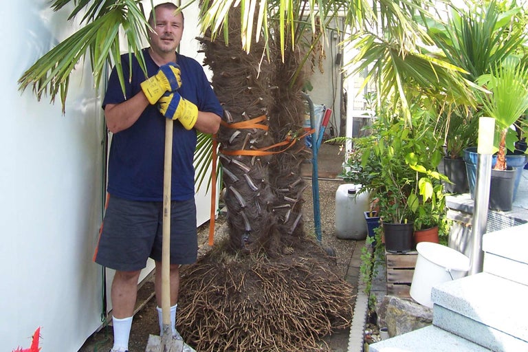 Homme avec une bêche à côté d'un palmier emballé dans le jardin.