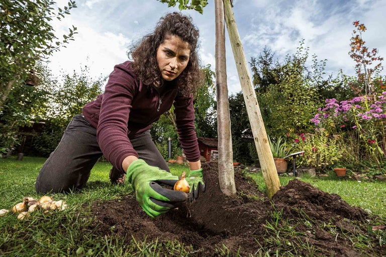 Une femme plante des bulbes de fleurs près d'un jeune arbre dans le jardin.