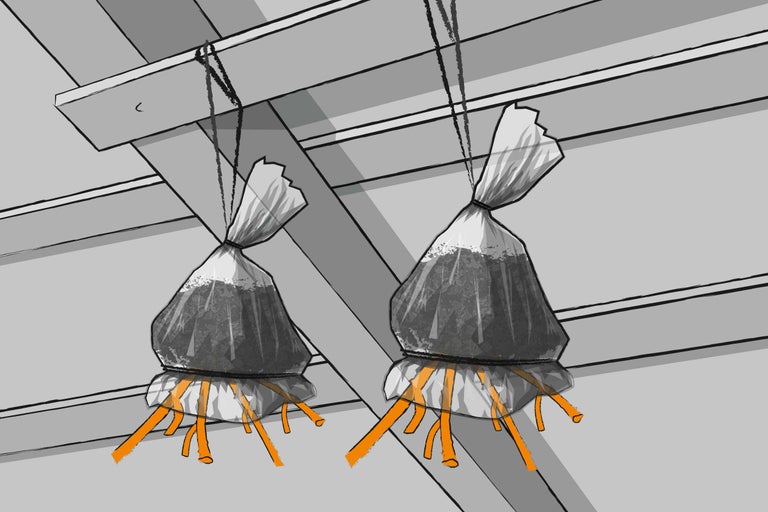 Zwei aufgehängte Pflanzbeutel mit Wurzeln an einer Decke