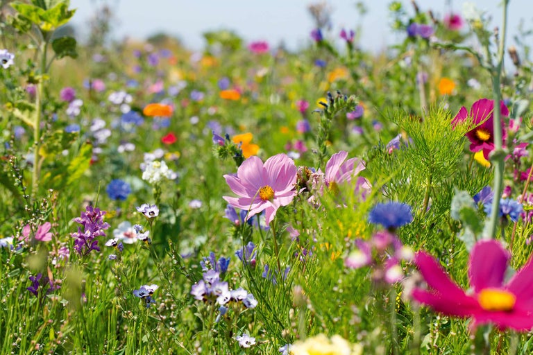 Prairie fleurie avec diverses fleurs sauvages