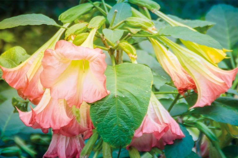 Datura aux feuilles