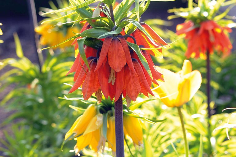 Couronnes impériales dans un parterre de jardin
