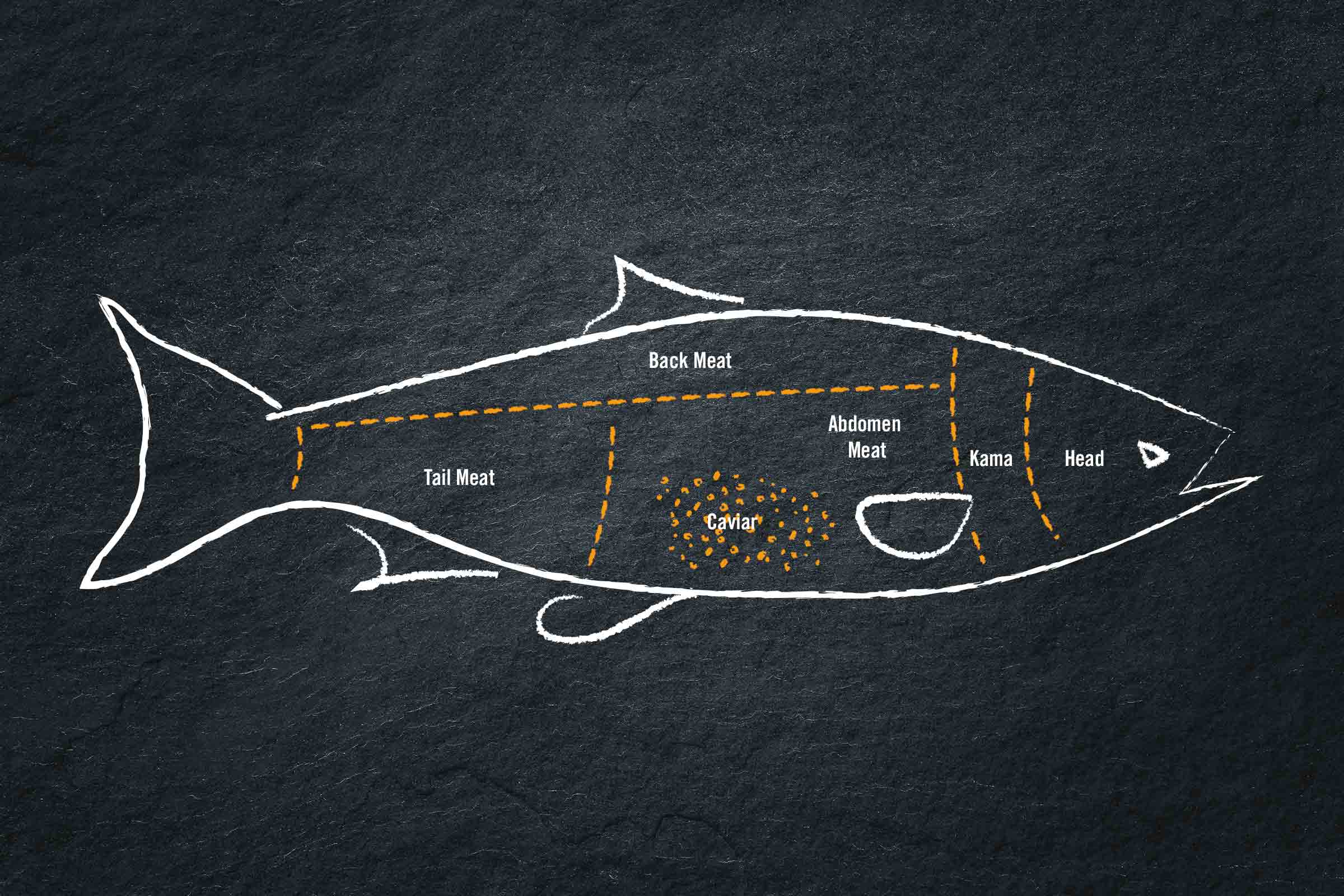 Illustration d'un poisson avec les étiquettes chair de queue, chair de dos, chair de ventre, œufs, kama et tête