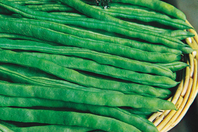 Haricots verts dans un panier