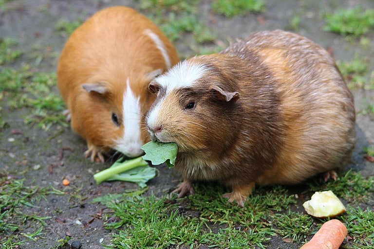 Deux cochons d'Inde mangent des légumes à l'extérieur