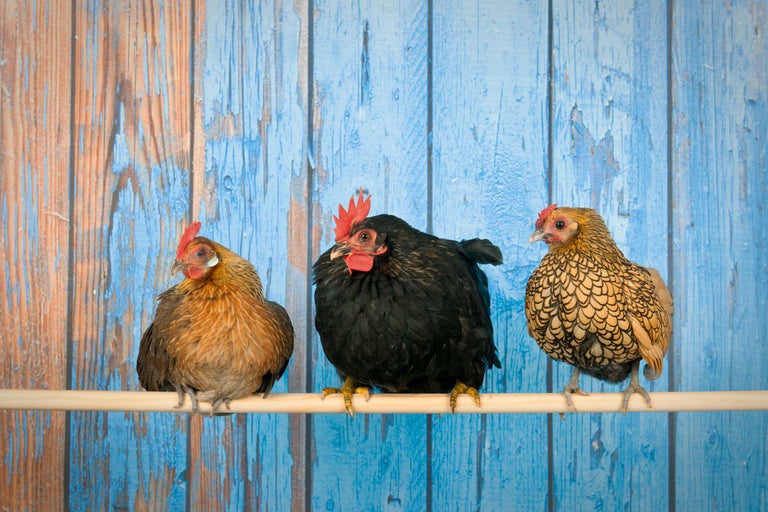 Trois poulets de races différentes sont assis sur un bâton devant un fond en bois