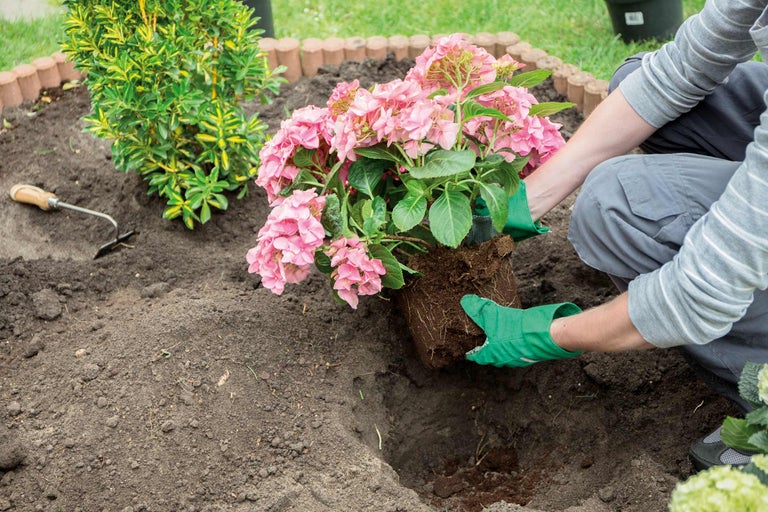 Une personne plante un hortensia rose dans un jardin.