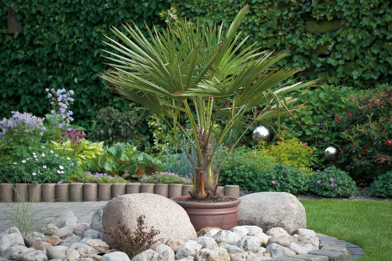 Palmier chanvre en pot, entouré de pierres dans un paysage de jardin
