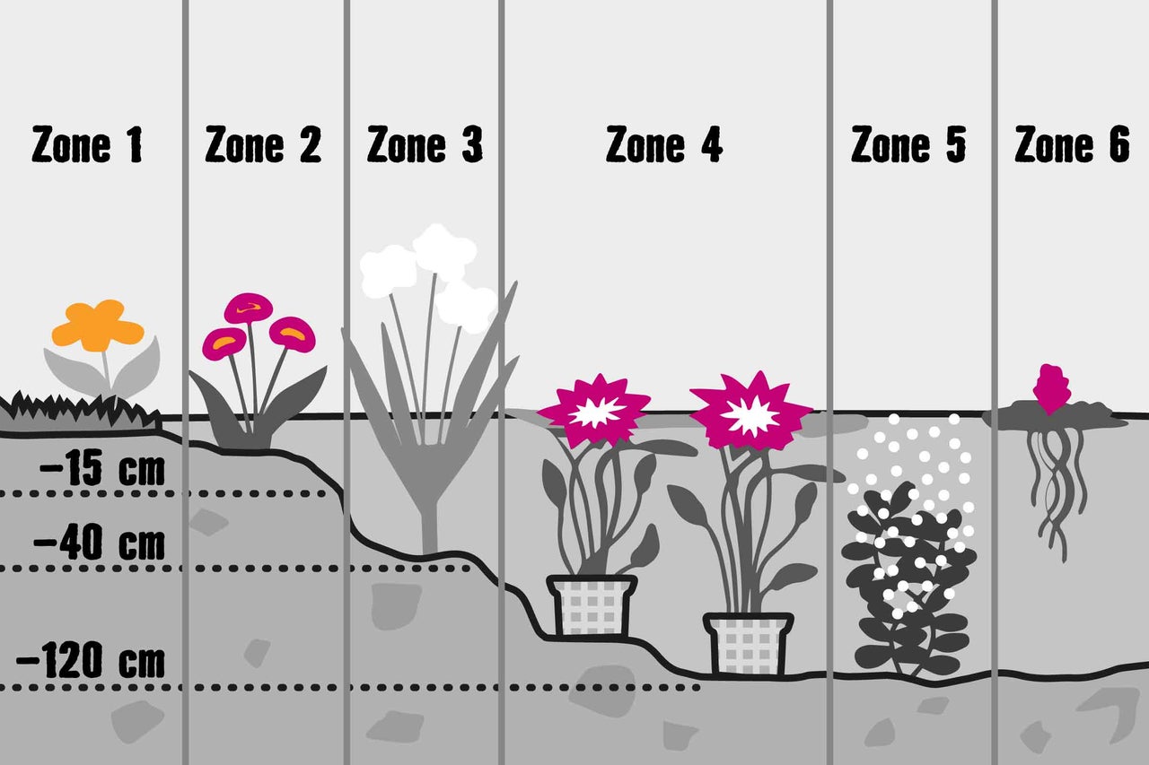 Illustration de différentes plantes à différentes profondeurs de sol