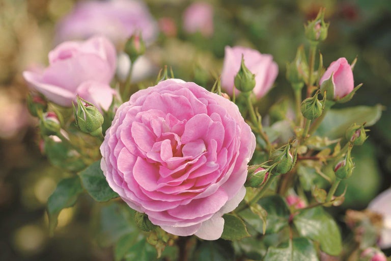 Gros plan d'une rose rose avec des boutons