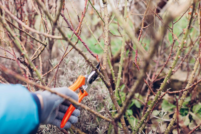 Gartenarbeit: Strauchschnitt mit Gartenschere
