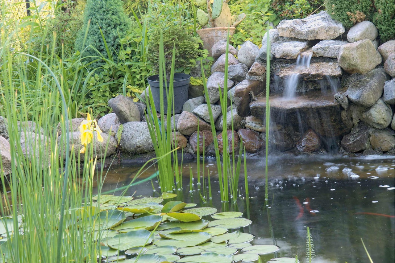 Bassin avec cascade, nénuphars et plantes de berge