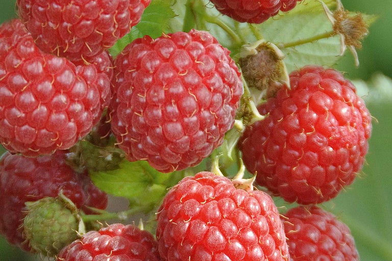 Nahaufnahme von Himbeeren an einem Strauch