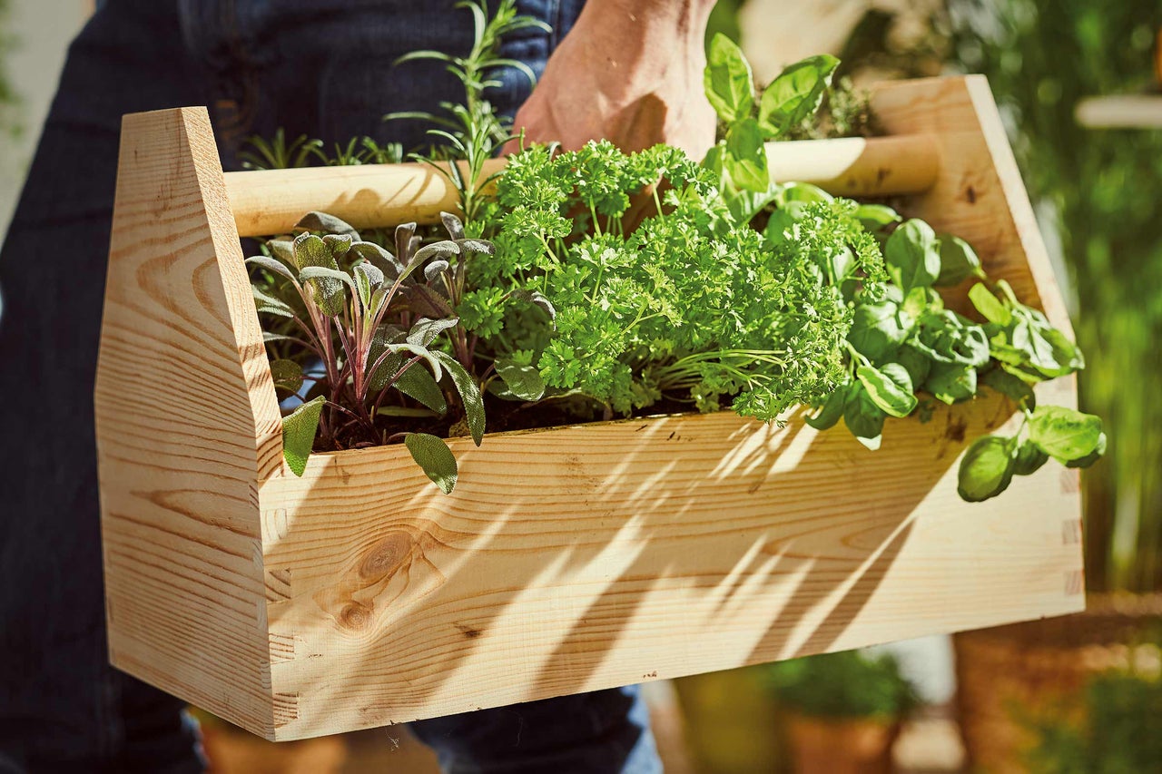 Une personne transporte une caisse en bois contenant des herbes telles que de la sauge, du persil et du basilic.