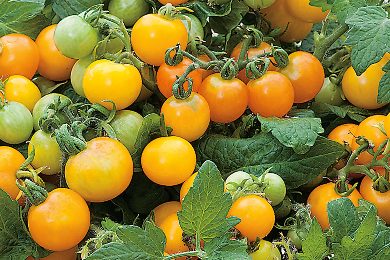 Nahaufnahme von gelben Cherrytomaten an der Pflanze
