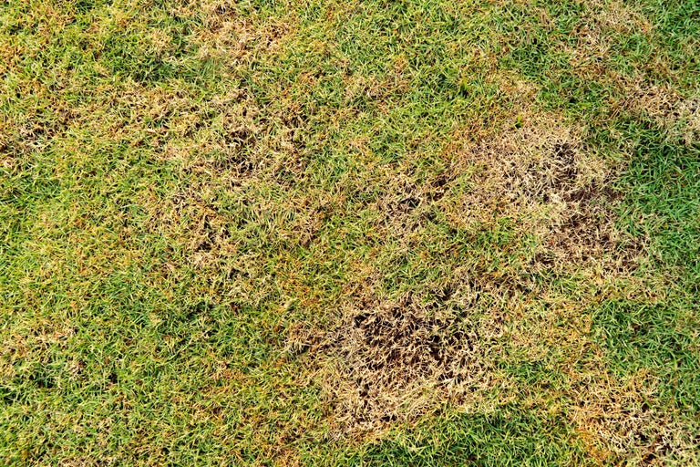 Nahaufnahme von Rasen mit gelben und grünen Bereichen