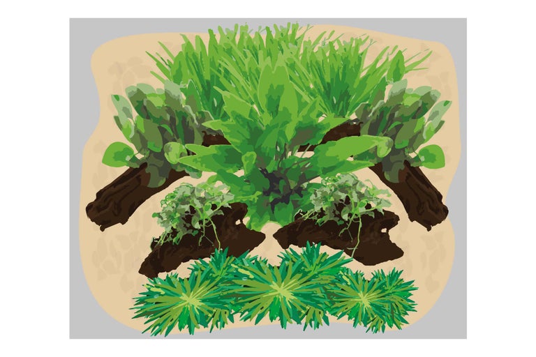 Arrangement de plantes d'aquarium vu de dessus