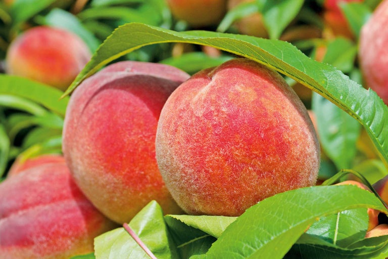 Pfirsiche am Baum mit Blättern