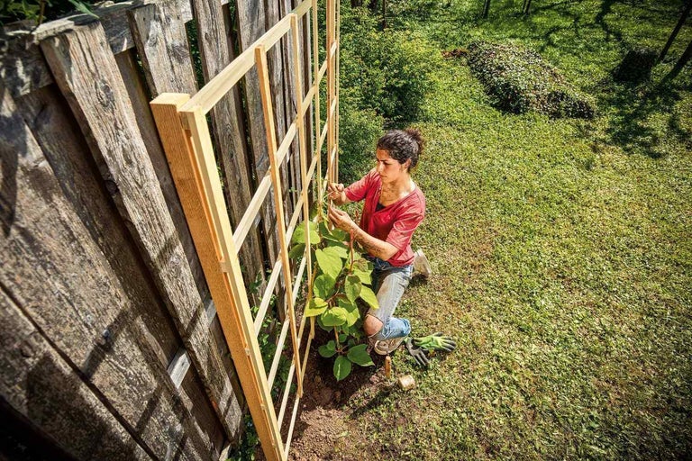 Femme fixe une plante sur un treillis en bois dans le jardin.