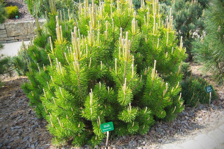 Kiefer Wintergold im Gartenbeet