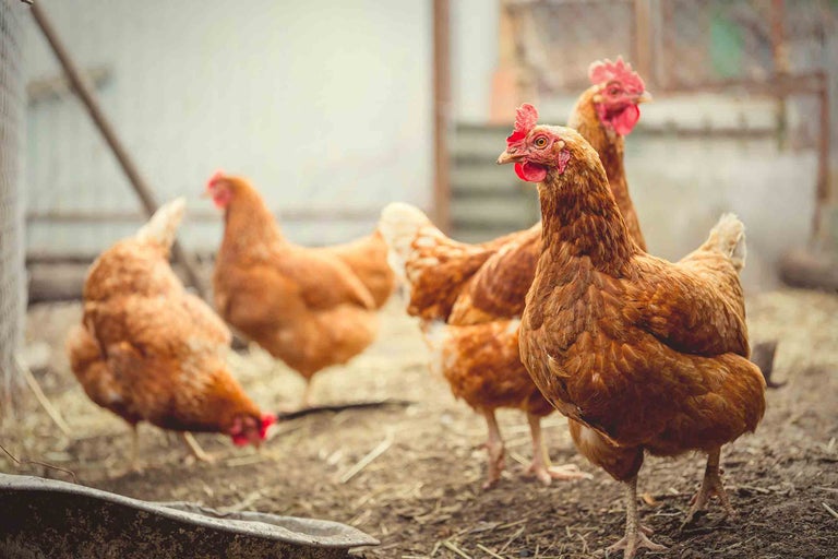 Groupe de poules brunes dans un poulailler