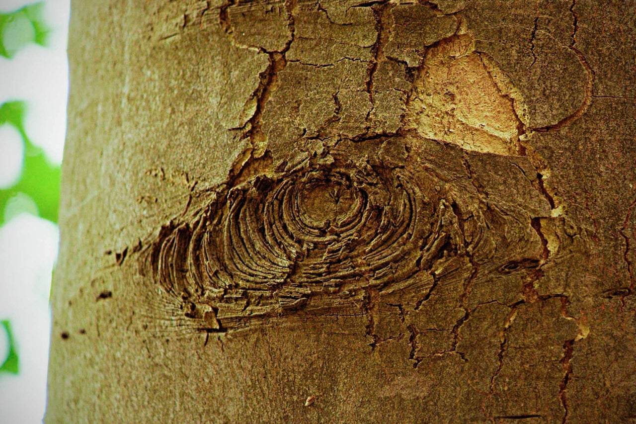 Gros plan de l'écorce d'un arbre avec un nœud