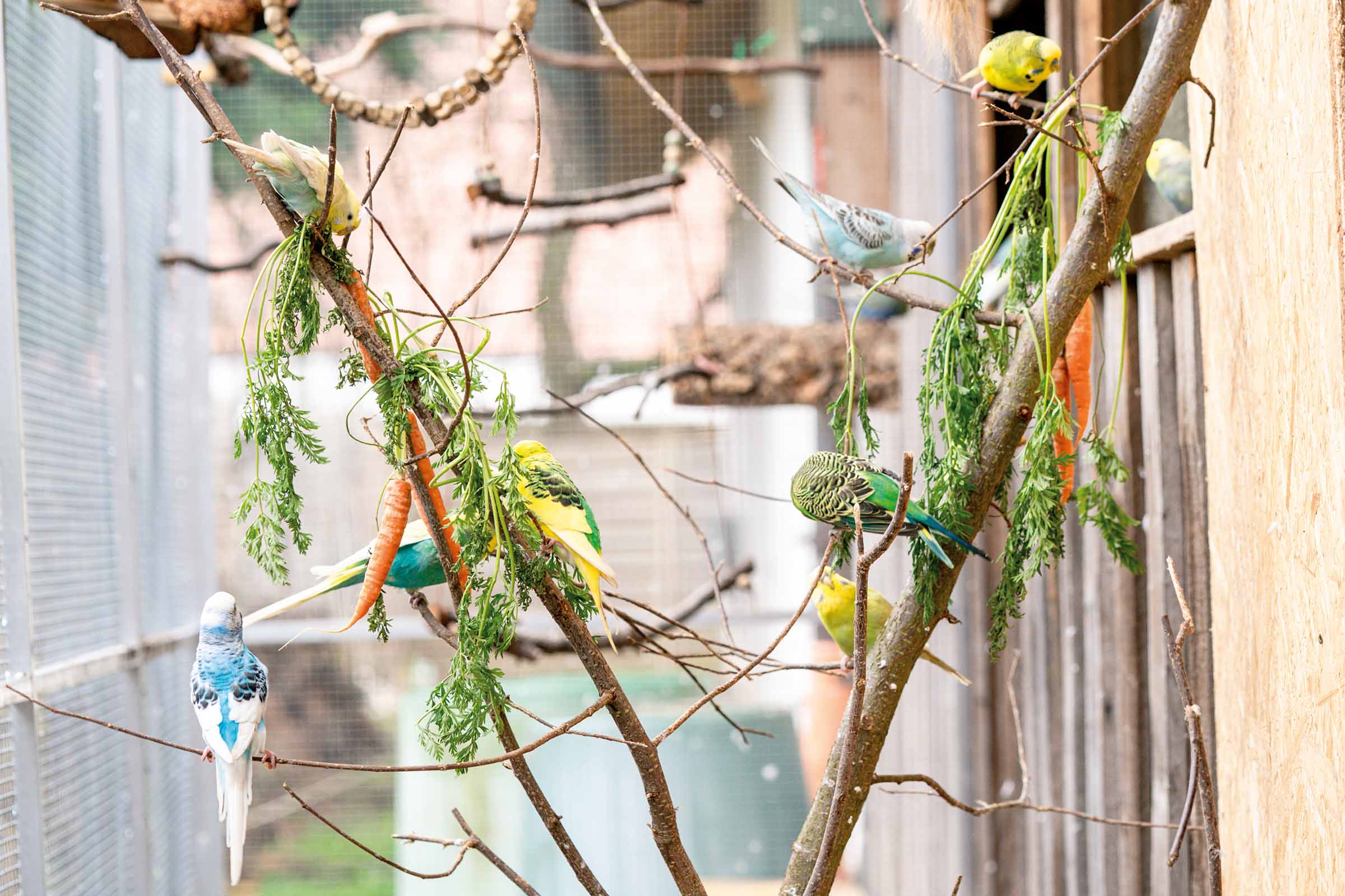 Wellensittiche sitzen auf Ästen mit Karotten in einer Vogelvoliere.
