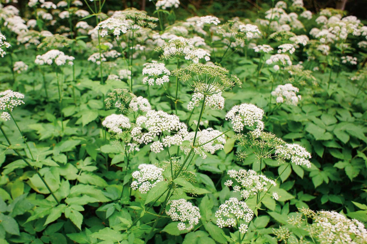 Gros plan de cerfeuil sauvage avec des fleurs blanches et des feuilles vertes