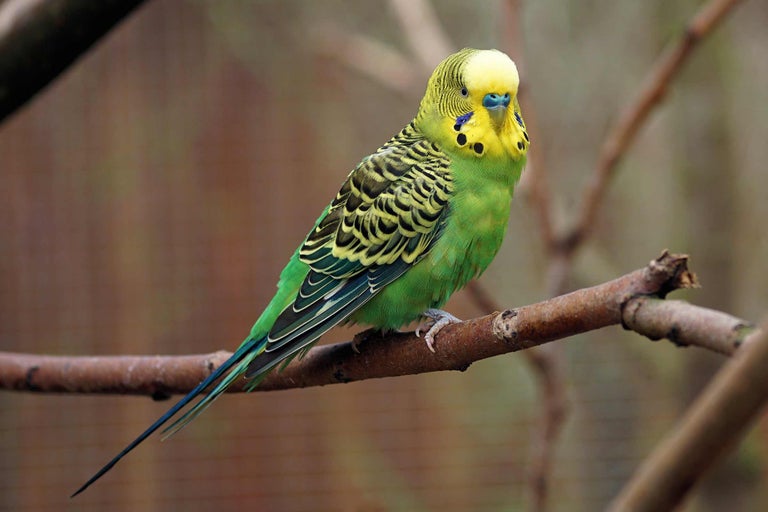 Wellensittich auf einem Ast