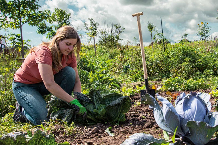 Eine Frau erntet Kohl in einem Garten mit einem Spaten