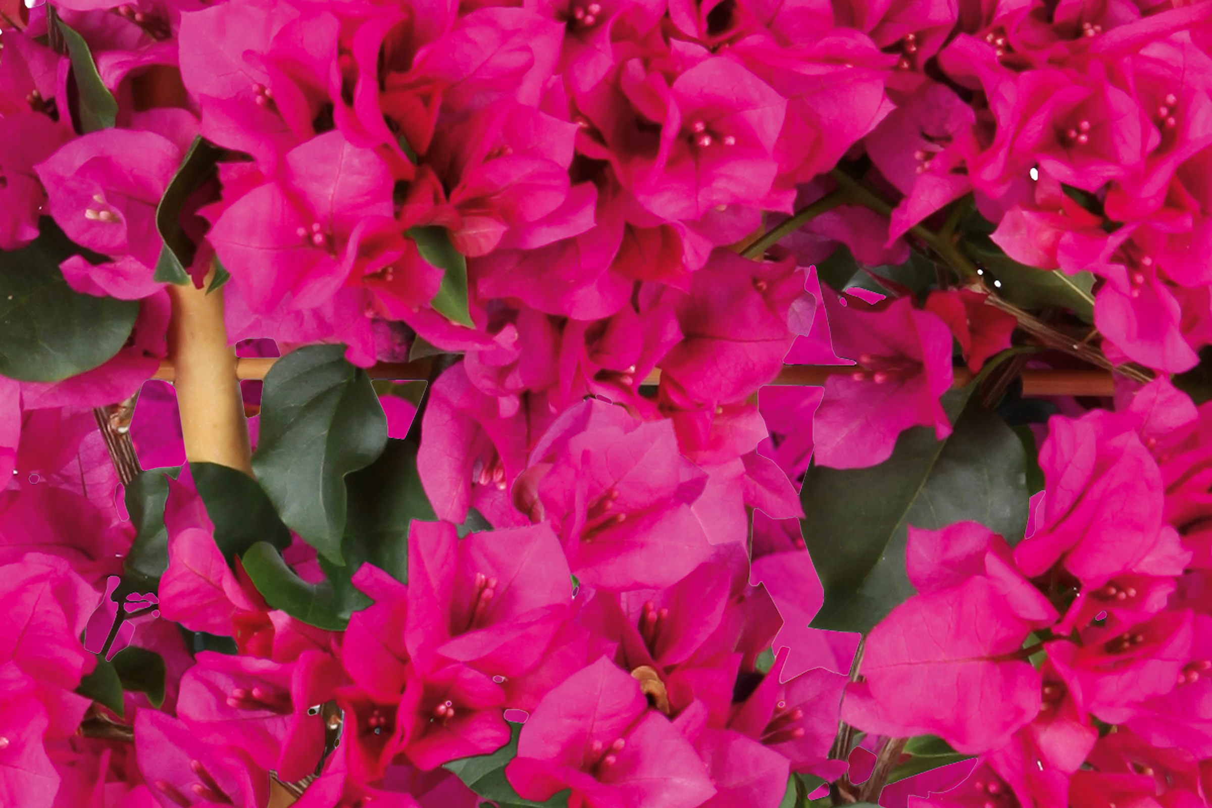 Nahaufnahme von Bougainvillea-Blüten mit grünen Blättern