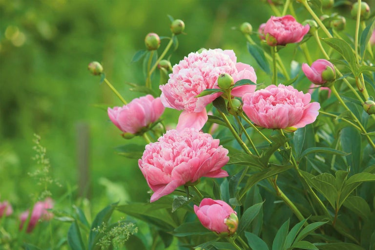 Gros plan sur des pivoines roses dans le jardin