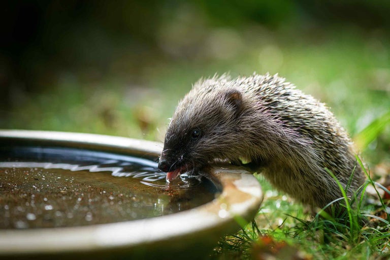 Tiere im Garten