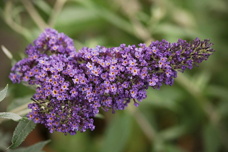 Nahaufnahme einer Blüte des Schmetterlingsflieders
