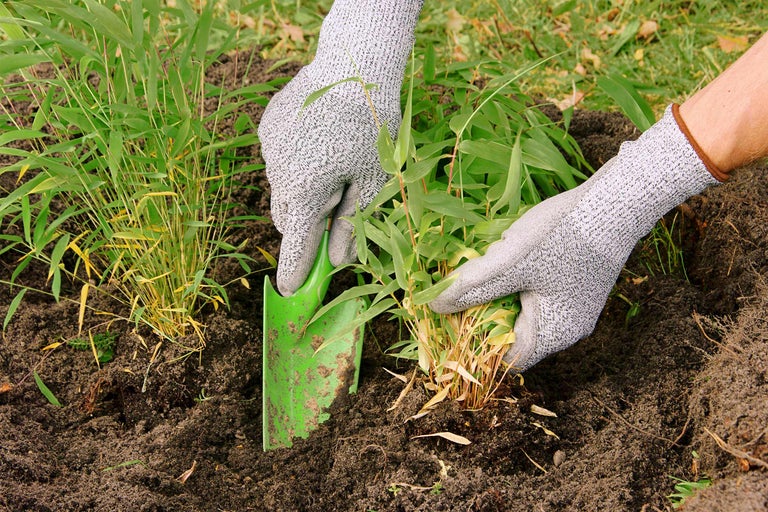 Person pflanzt Bambus mit einer Schaufel und Handschuhen in den Gartenboden.