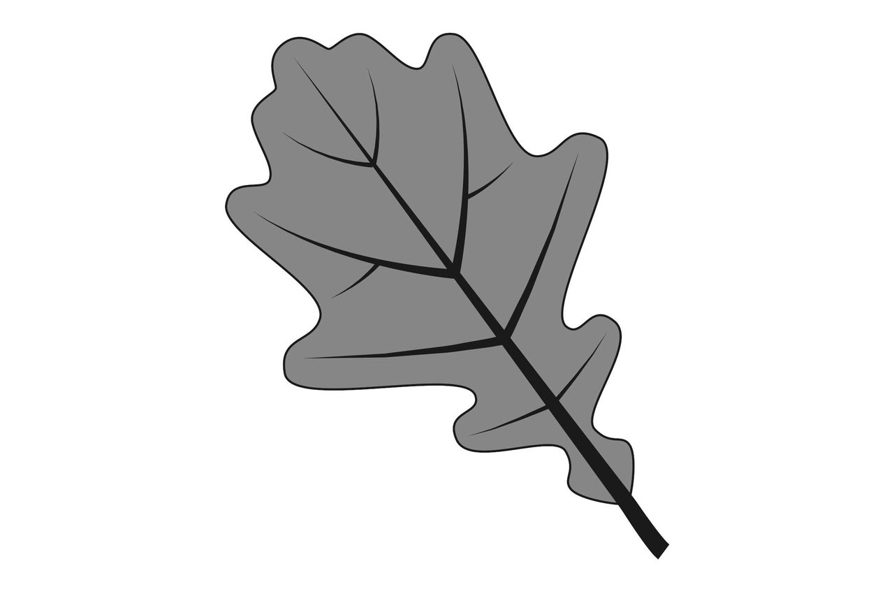 Illustration de feuille de chêne