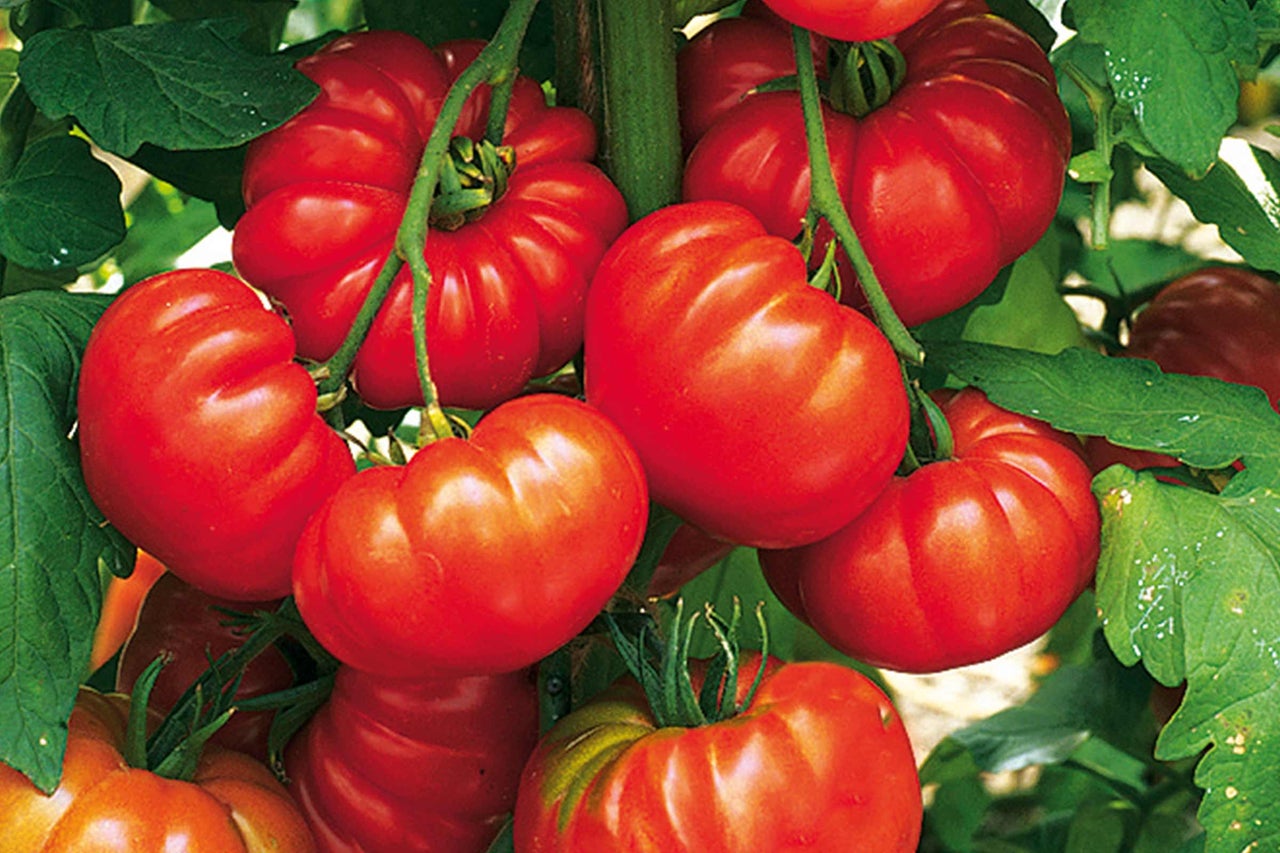 Strauch mit roten Fleischtomaten im Gartenbeet.