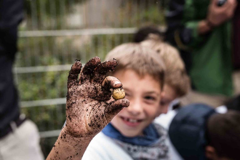 Ein Kind hält eine Kartoffel in einer schmutzigen Hand.
